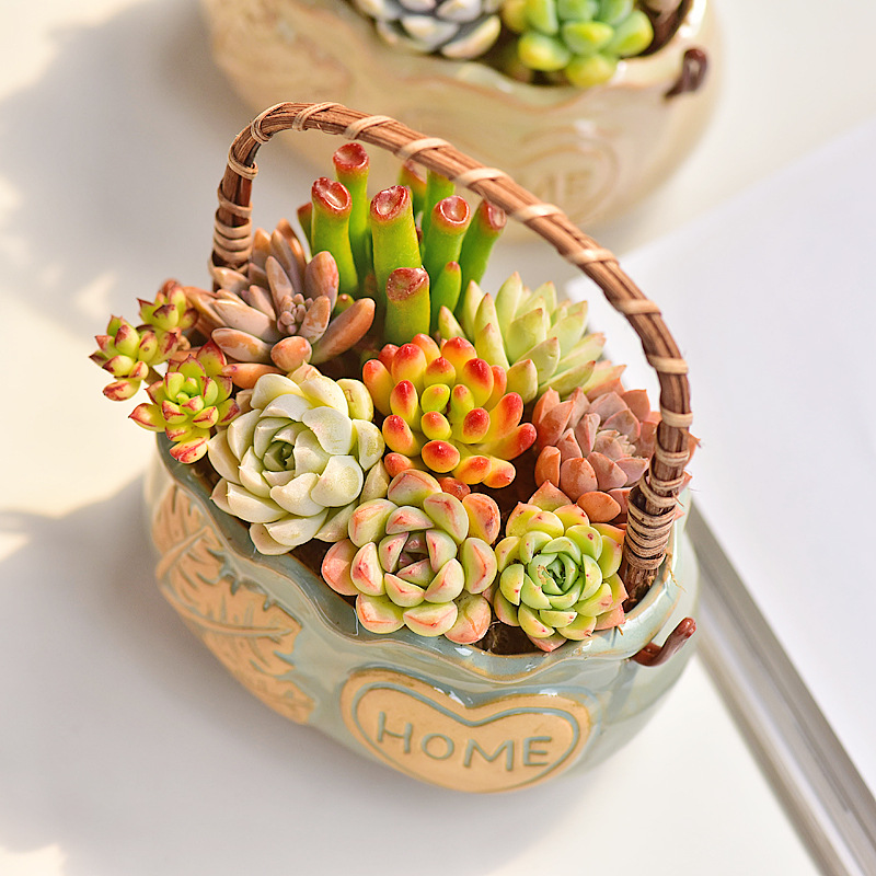 Vaso per Piante Grasse in Cera - Snake Plant Ceramic recensione e prezzo