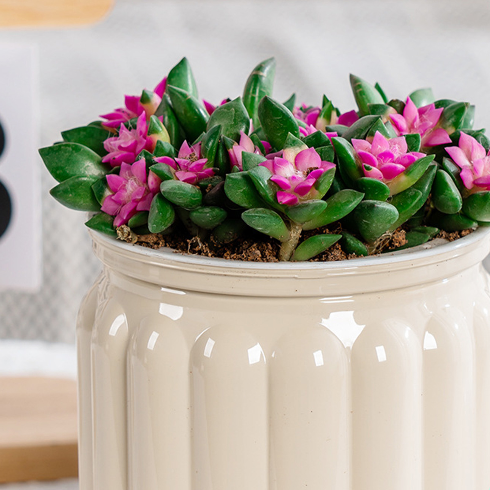 Elegante fioriera autoirrigant - Snake Plant Ceramic recensione e prezzo